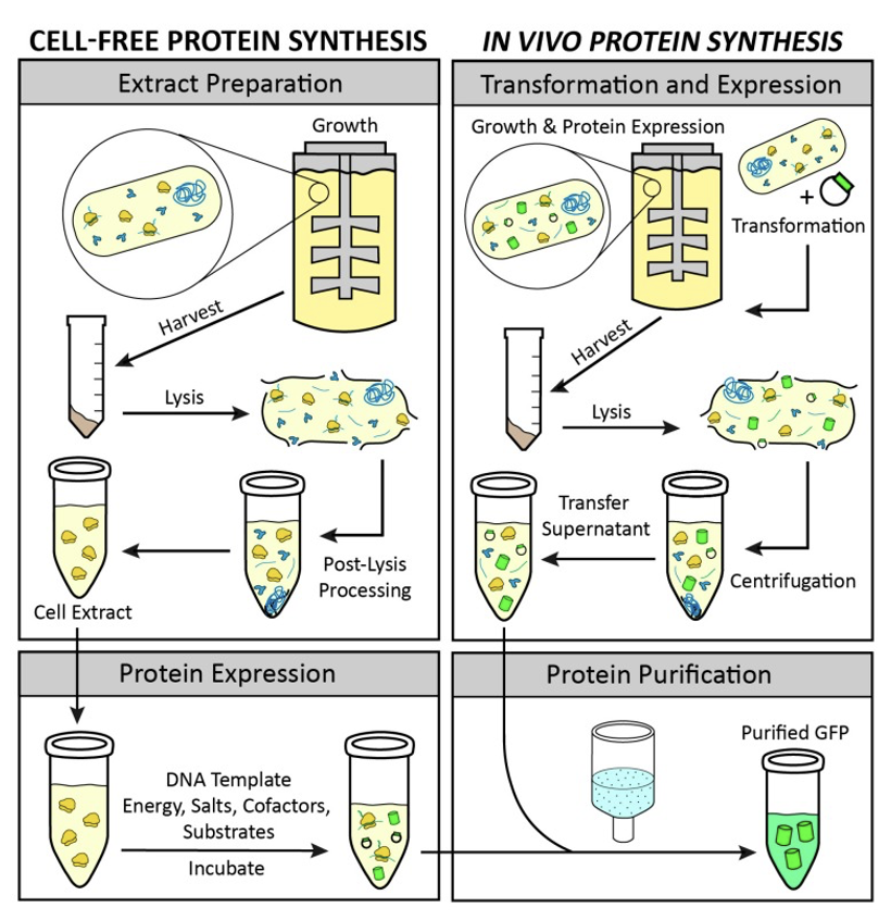 Comparison of cell-free and full-cell processes